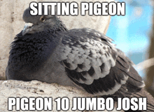 Pigeon10 Jumbo Josh GIF