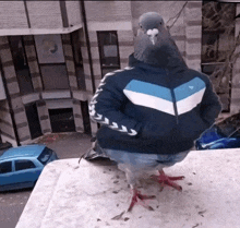 a pigeon wearing a blue and white jacket stands on a ledge