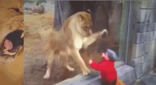 Lion Attack GIF - Lion Attack Baby GIFs