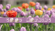 Good Morning Tulips GIF - Good Morning Tulips Spring GIFs
