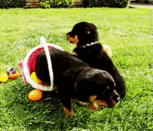 Happy Easter Puppies GIF - Easter Happyeaster Eastersunday GIFs