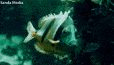 a fish is swimming in the water with the sanda media logo in the background