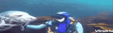 a scuba diver is petting a seal in the ocean
