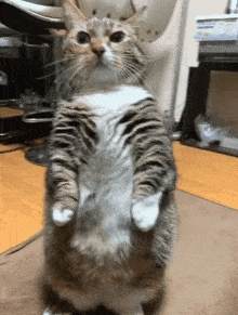 Standing Cat GIF - Standing Cat Angry GIFs