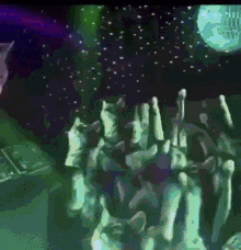 Cats Party Time GIF - Cats Party Time Dancing GIFs