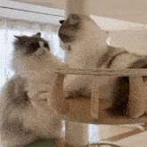 two fluffy cats are sitting on a wooden cat tree looking at each other