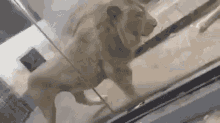 Lion Nope GIF - Lion Nope Funny GIFs
