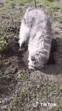 kratu digging gardening dog cats