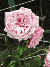 Rose Fleur GIF - Rose Fleur Fleurs GIFs