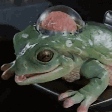 Space From Frog Puppet GIF - Space From Frog Puppet Walter The Einstein Frog GIFs