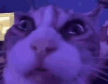 a close up of a cat 's face looking at the camera with a surprised look on its face .