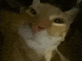 Cat Goofy Cat GIF - Cat Goofy Cat Silly Cat GIFs