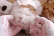 Cat Cuddle GIF - Cat Cuddle Pet GIFs