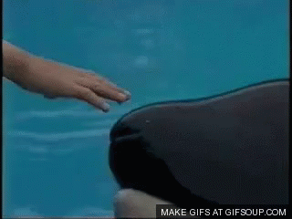 free-willy.gif