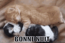 Bonne Nuit GIF - Cat Hug GIFs