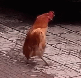 Chicken Walking GIFs | Tenor