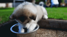 puppy dog husky cute playing