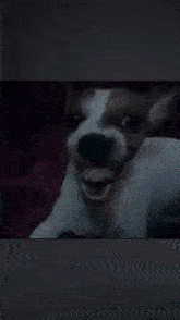 a close up of a dog with its mouth open and teeth showing