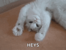 a white cat is laying on its back on a wooden floor and says heys .
