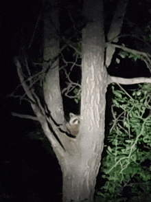 They'Re In The Trees GIF