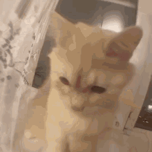 Cat Crazy Cat GIF - Cat Crazy Cat Cat Bite GIFs