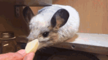Can Chinchillas Eat Apples GIF - Can Chinchillas Eat Apples GIFs