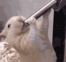 Hamster Drinking GIF - Hamster Drinking Going To Far GIFs