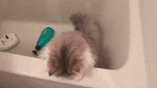 Cat Cute GIF - Cat Cute Bath GIFs