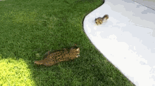 There'S A New Ruler Of The Animal Kingdom  GIF - Animal Cat Squirrel GIFs
