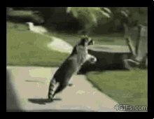 Raccoon Animal GIF - Raccoon Animal Cute GIFs