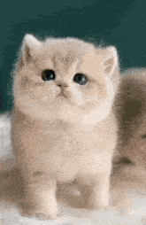 a small fluffy kitten with blue eyes is standing on a white blanket .