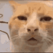 łebczański Kot Pezet GIF - łebczański Kot Pezet Peżyt GIFs