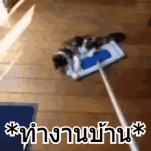 แมว ทำงานบ้าน GIF - Cats Clean Floor Floor Cleaning GIFs