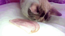 How To Wake Up A Cat GIF - Cats Cute Adorable GIFs