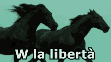 Libertà W La Libertà Sono Libero Sono Libera Cavalli Correre GIF - Freedom Im Free Free GIFs