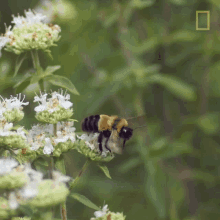Bee Leaving GIF - Bee Leaving Fly Away GIFs