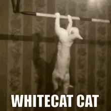 White Cat Cat GIF - White Cat Cat Kitty GIFs