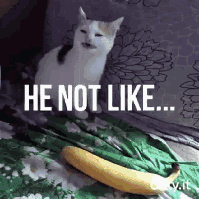 Angry cat no banana meme calico kitty hate yellow fruit - Angry