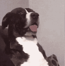 Dog Funny GIF - Dog Funny Youwhat GIFs