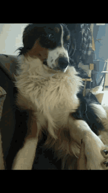 Mando Dog GIF