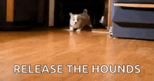 Running Dogs Donut Day GIF - Running Dogs Donut Day Dogs GIFs