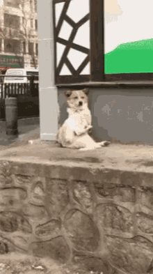 funny animals dogs slow clap congratulations waiting