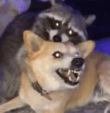 Angry Dog Cute Raccoon GIF