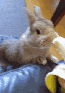 Bunny Banana GIF - Bunny Banana Eating GIFs