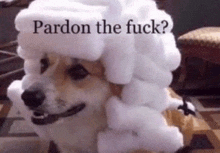 a dog wearing a foam hat with the words `` pardon the fuck '' written above it .