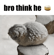 a picture of a cat covered in snow with the words bro think he above it