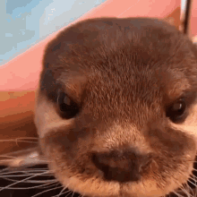 Otter Angry Otter GIF