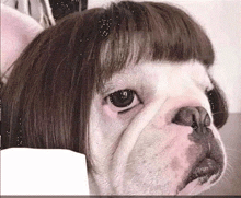 a close up of a dog wearing a wig with bangs