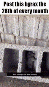 a picture of a hyrax sitting in a concrete block with the caption " post this hyrax the 28th of every month "