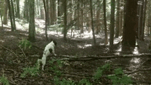 a black and white dog is walking through the woods .